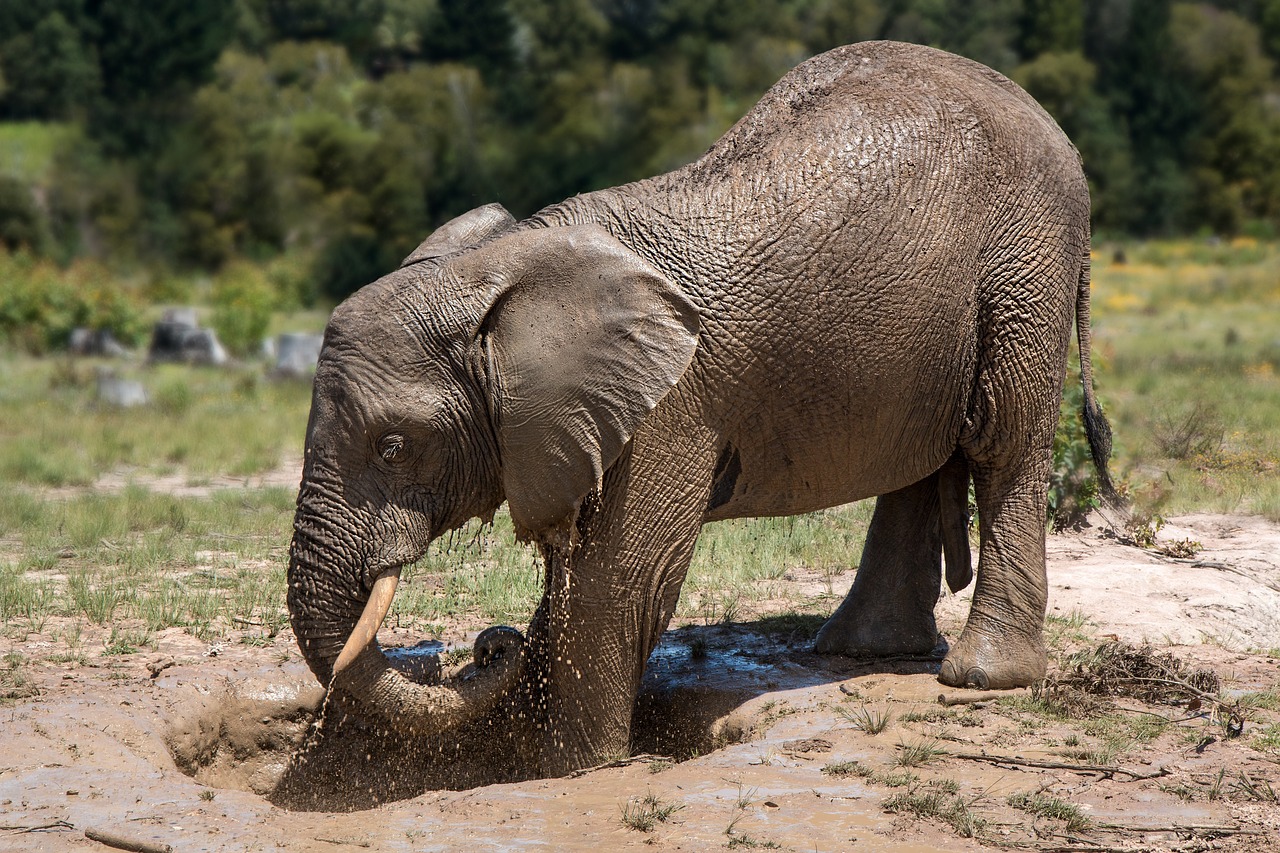 Best elephant sanctuary in Thailand